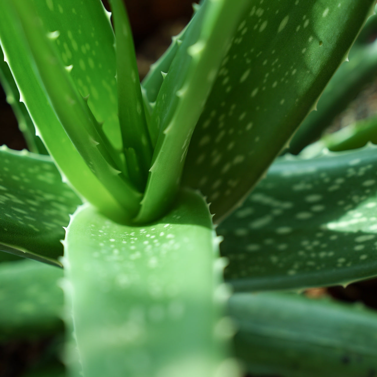 ALOE VERA EN COSMETICA