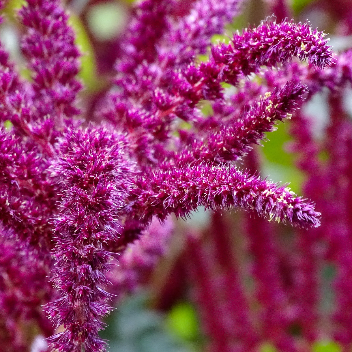 EXTRACTO DE AMARANTO COSMETICA