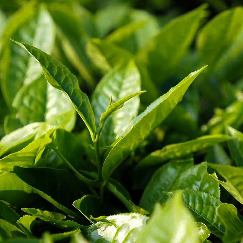 ACEITE DE ARBOL DE TE EN COSMETICA