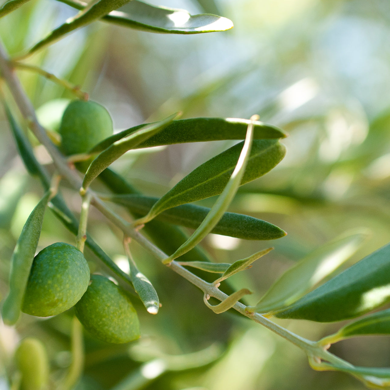 EXTRACTO DE HOJA DE OLIVO COSMETICa