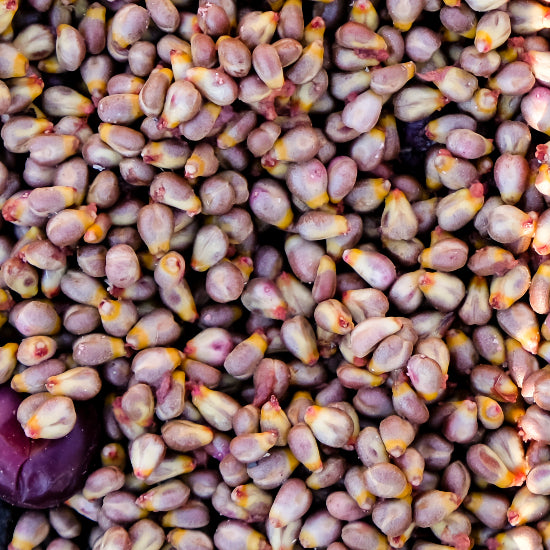 ACEITE DE SEMILLA DE UVA