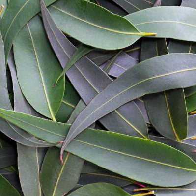 aceite de eucalipto en cosmetica