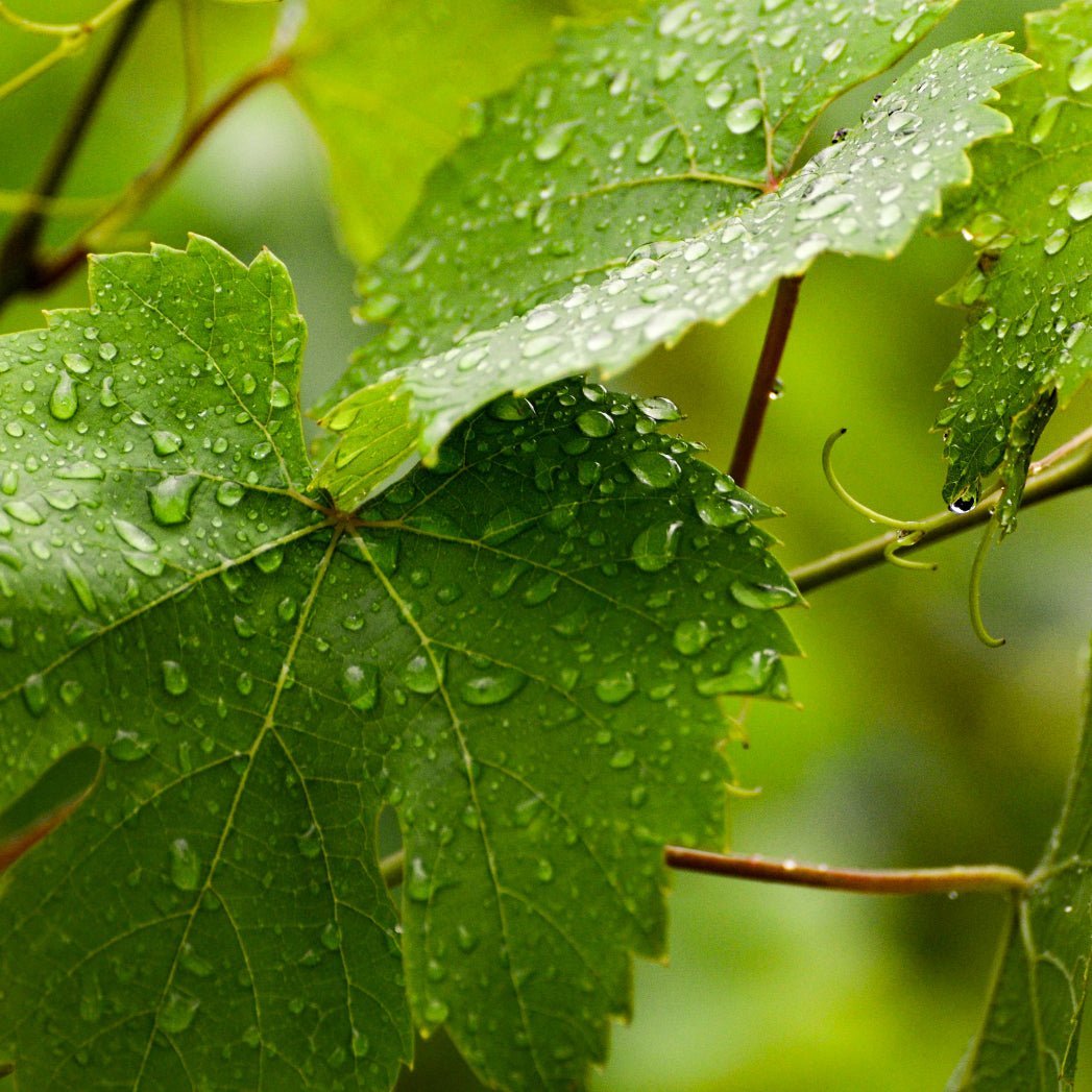 EXTRACTO HOJA DE VID COSMETICA